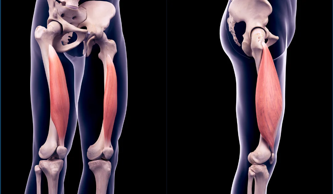 Title image for Evidence of stretch-shortening cycle in the vastus lateralis muscle while ergometer rowing
