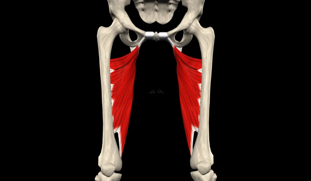 Title image for Exploring the Role of Adductor Magnus in Muscle Recruitment Patterns Among Rowers Using MRI