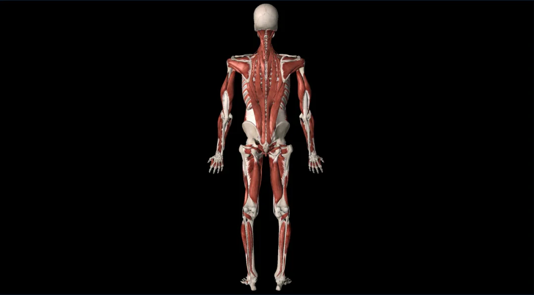Title image for Low Back Pain & Spinal Erector Recruitment