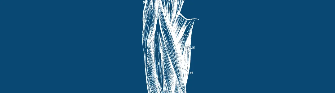 Title image for Muscle Morphology Adaptations of the Vastus Lateralis During the General Preparation and Competitive Phases in Elite Female Rowers