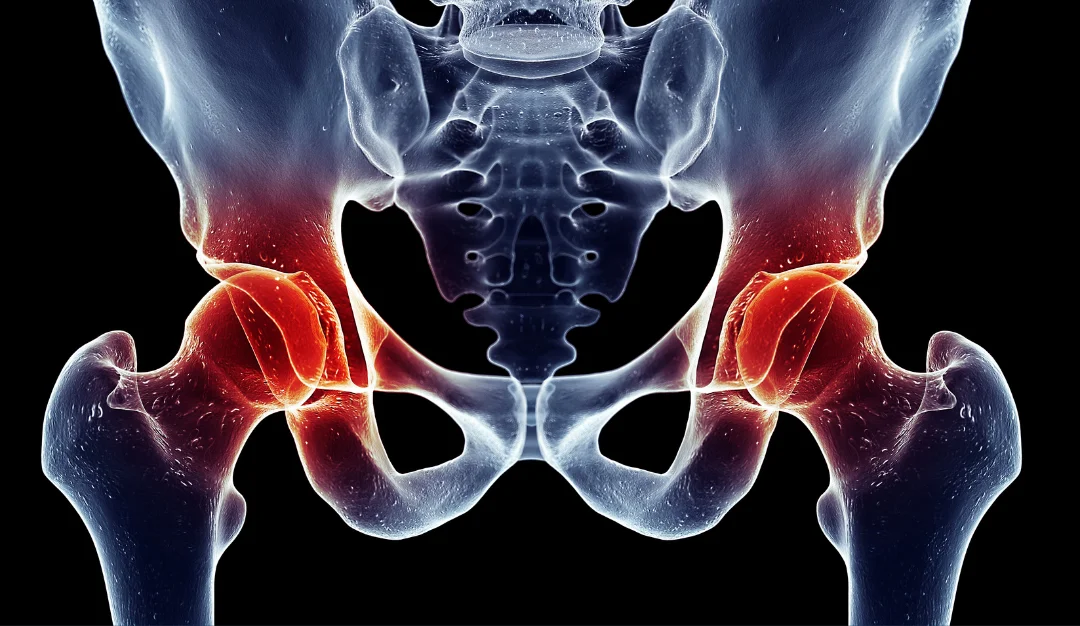 Title image for Muscular Actions of the Hip Joint