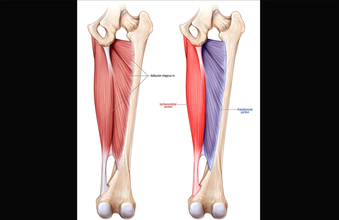 Title image for The Role of The Adductor Magnus in Hip Extension