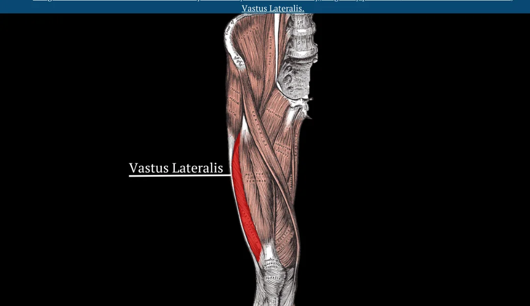 Title image for The Vastus Lateralis’ Relationship To Ergometer Performance And Physiological Capacity In Rowers